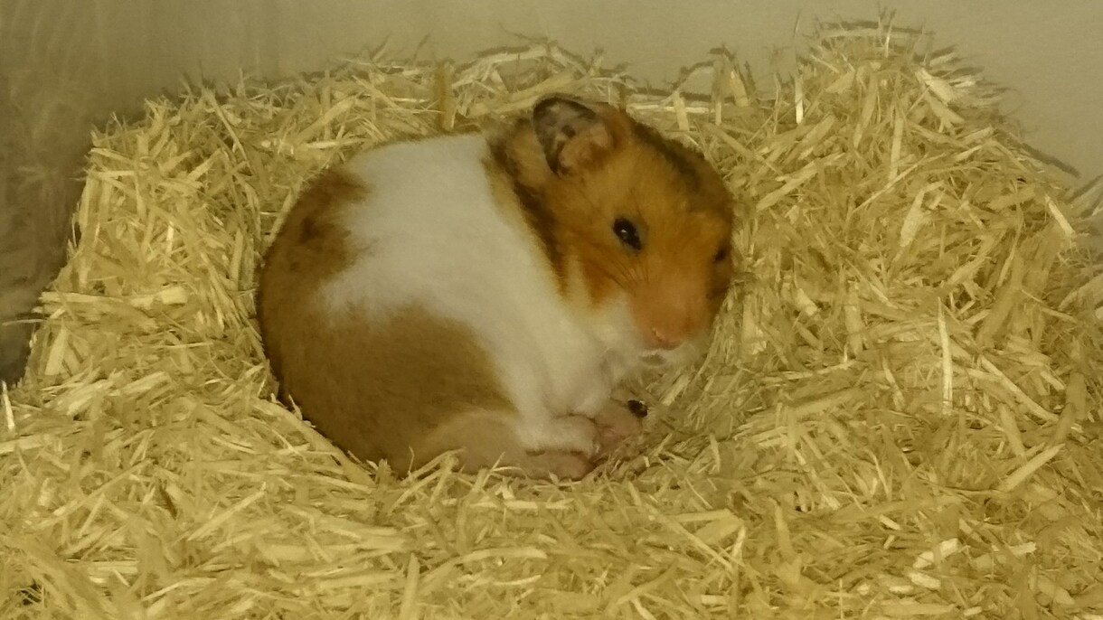 ハムスターの飼い方についてアドバイスします イメージ1