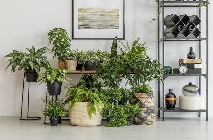 観葉植物の質問にお答えします 観葉植物、多肉植物を中心に植木の質問全般を受付けております！ イメージ1