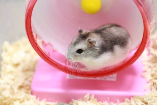 ハムスターの飼い方、何でも相談受けます ハムスターの飼い方の全てをぶつけて下さい！ イメージ1