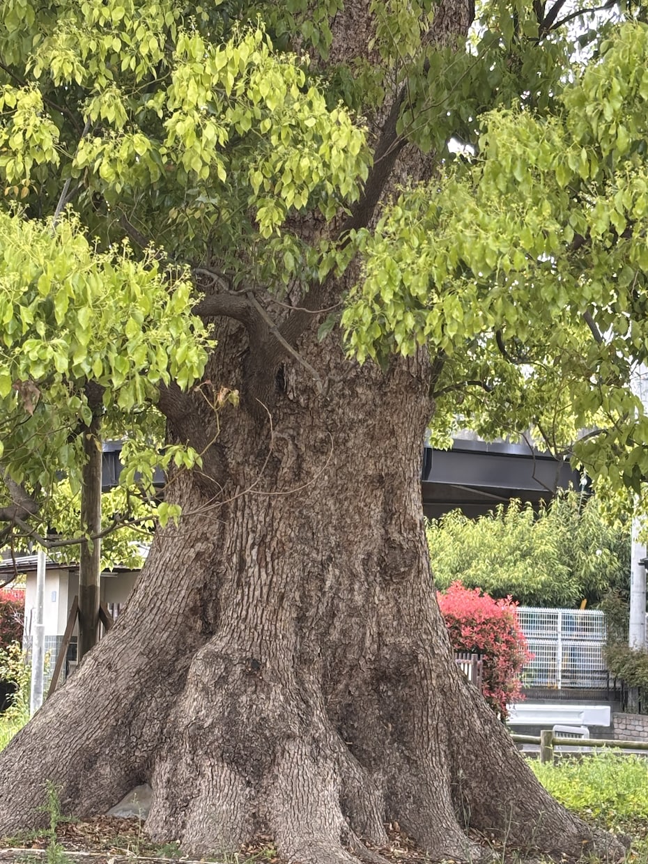誰にでも❗️出来る最高の健康の秘訣を教えます 世の中では、あまり、知られていない秘訣です‼️ イメージ5