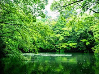 新たな道を切り開く勇気や可能性をイメージしています 生年月日、個人の名前で占います。 イメージ1