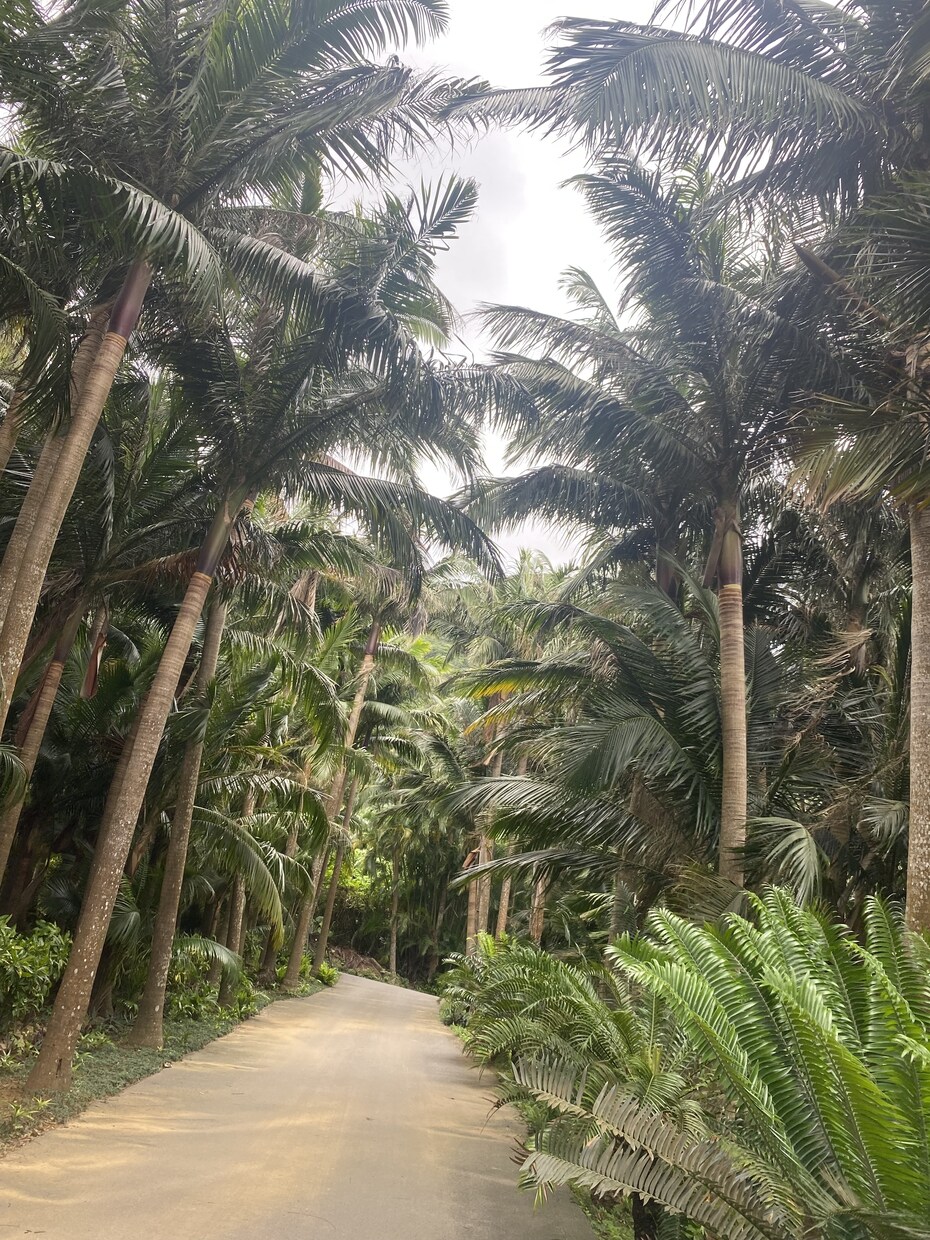 石垣島の旅行おすすめ教えます 移住経験有だからこそのおすすめのお店やポイント教えます！ イメージ9