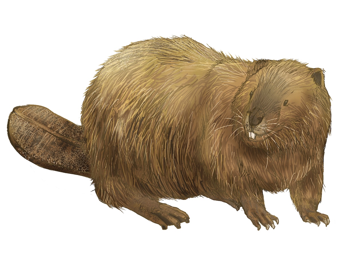 動物イラスト作成します リアルな精密画からデフォルメまで イメージ4