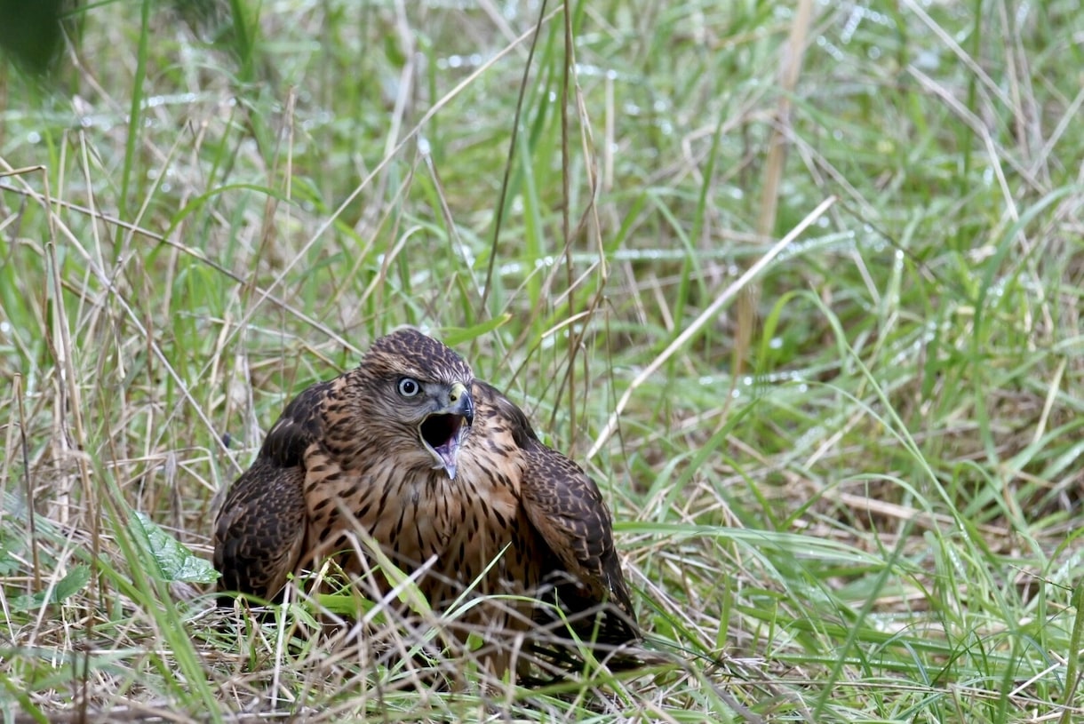 日本の野生動物や野鳥が見れる場所を紹介します 自然に話しかけましょう。自然も話しかけてくれます。 イメージ2