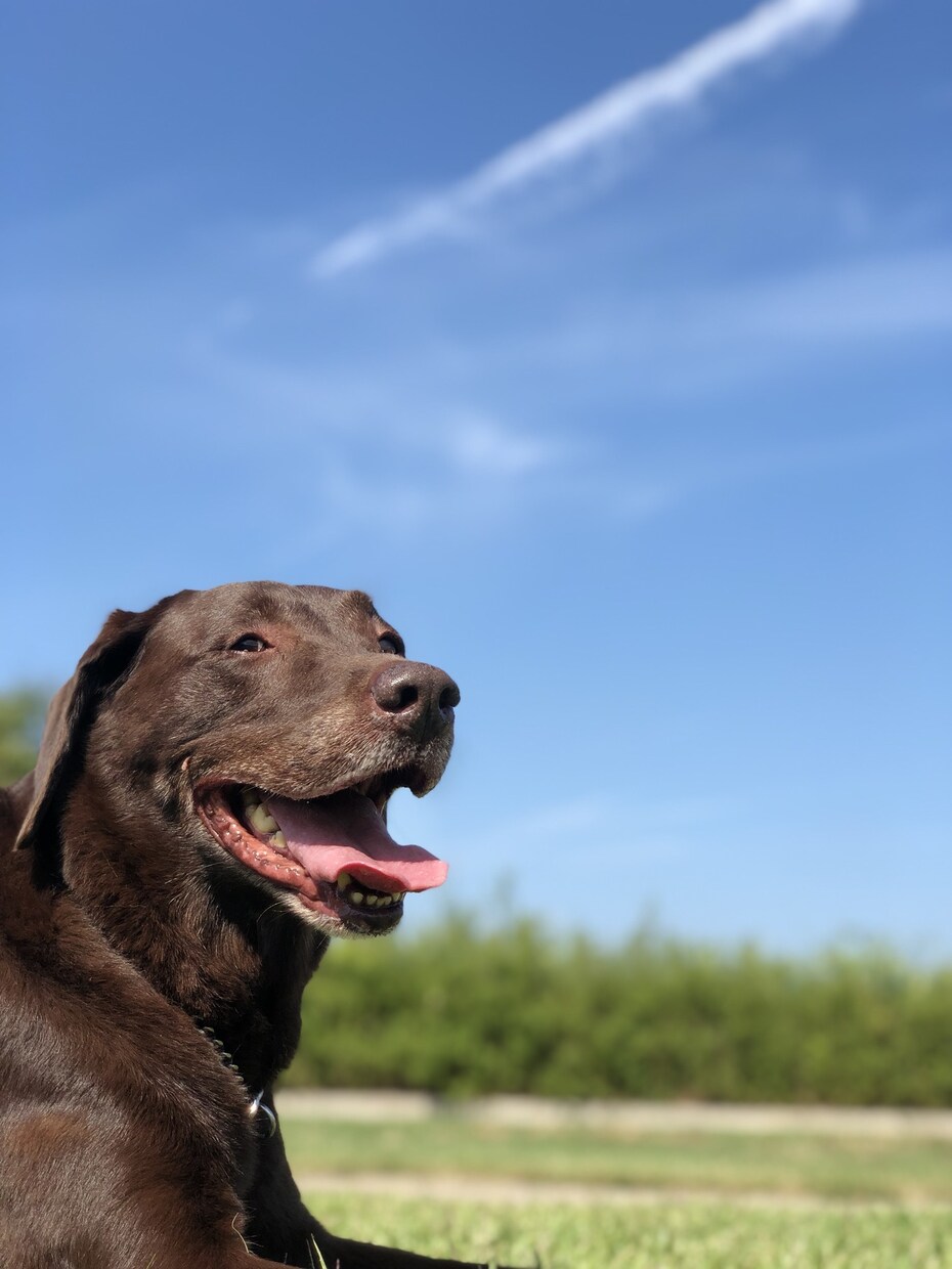 ドッグトレーナーが愛犬との向き合い方を教えます ワンちゃんについての悩みを解決しよう！ イメージ3