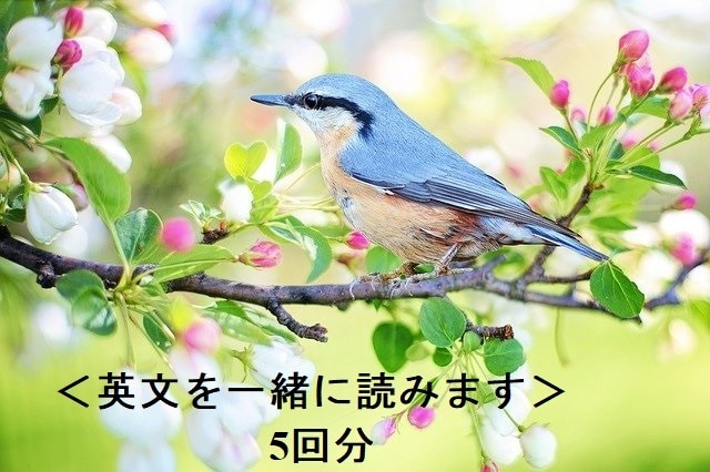 5回分　英検1級翻訳者が一緒に英文を読みます 英語の学習方法など迷っている方に イメージ1