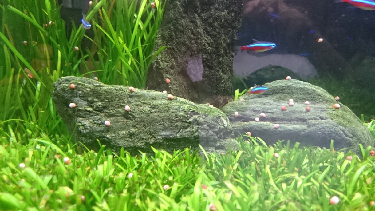 熱帯魚の選び方と管理方法をお教えします リーズナブルできれいな熱帯魚水槽の作り方や管理方法を伝授❗ イメージ1