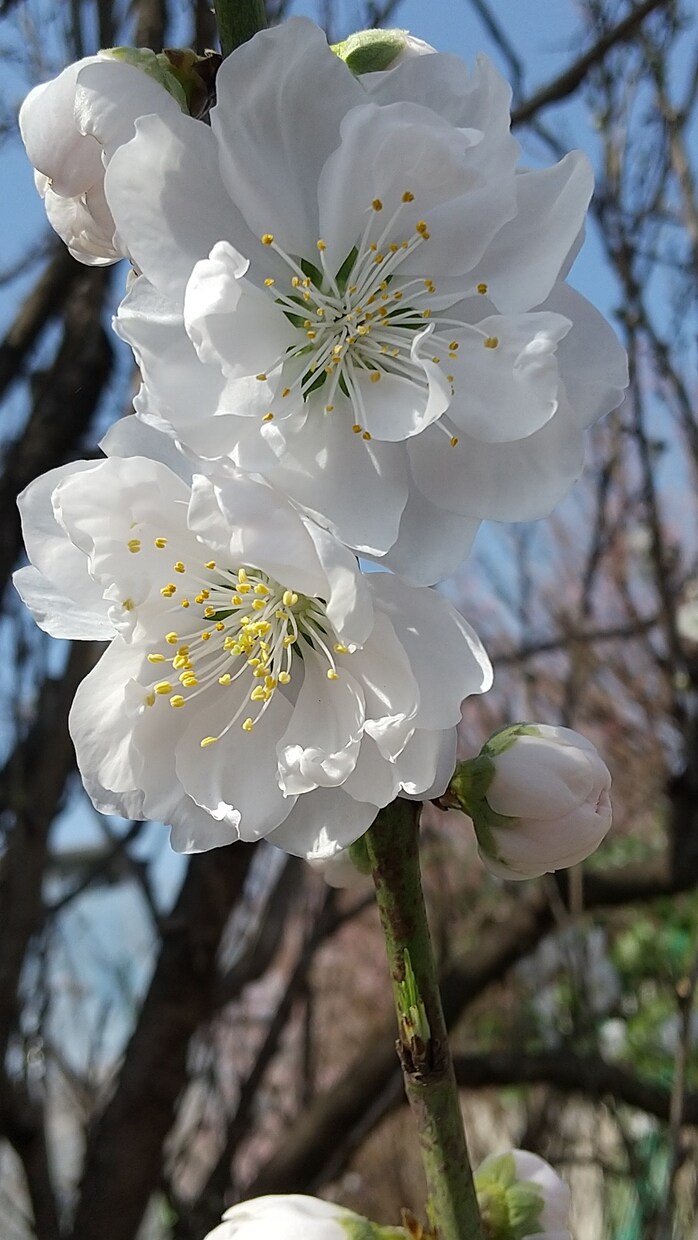 世間話からお悩み相談まで承ります *。＊☆あなたのココロのゴミ箱、１分だけでもどうぞ☆＊。* イメージ1
