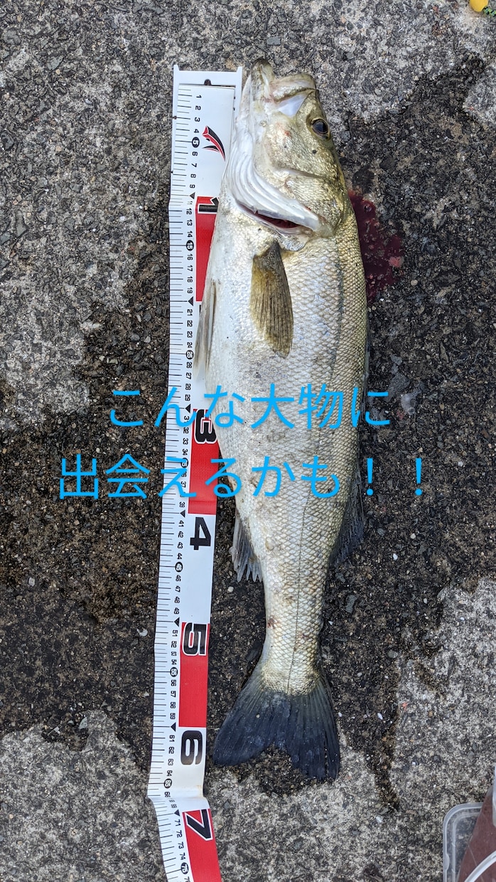 魚釣りの始め方教えます 初心者でも大物が釣れる!!、、、、かも。 イメージ1