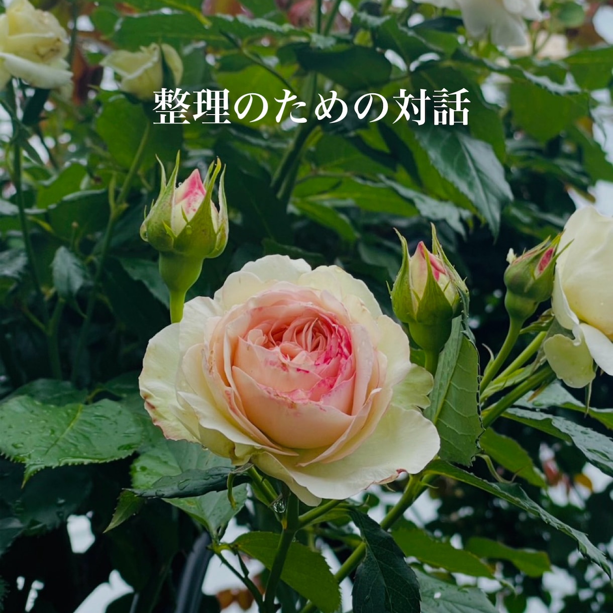 絡まった思考をほどき、視点のズレを整理します 考えすぎて動けなくなっている方へ イメージ1