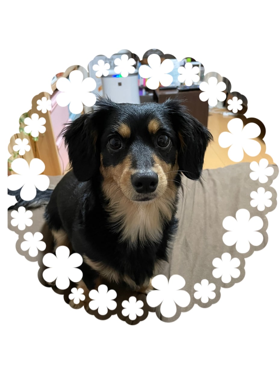 動物からのメッセージをお届けします あなたのペットからのメッセージをお届けします♡ イメージ1