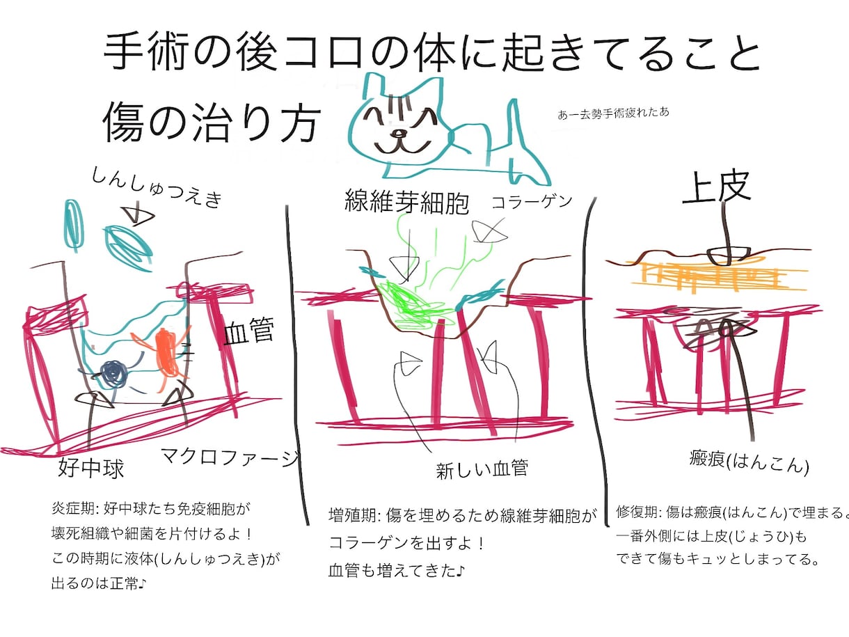 臨床獣医師が犬猫ウサギなどの健康相談に乗ります 動物病院で４年間働いていた動物大好き獣医師です。 イメージ2