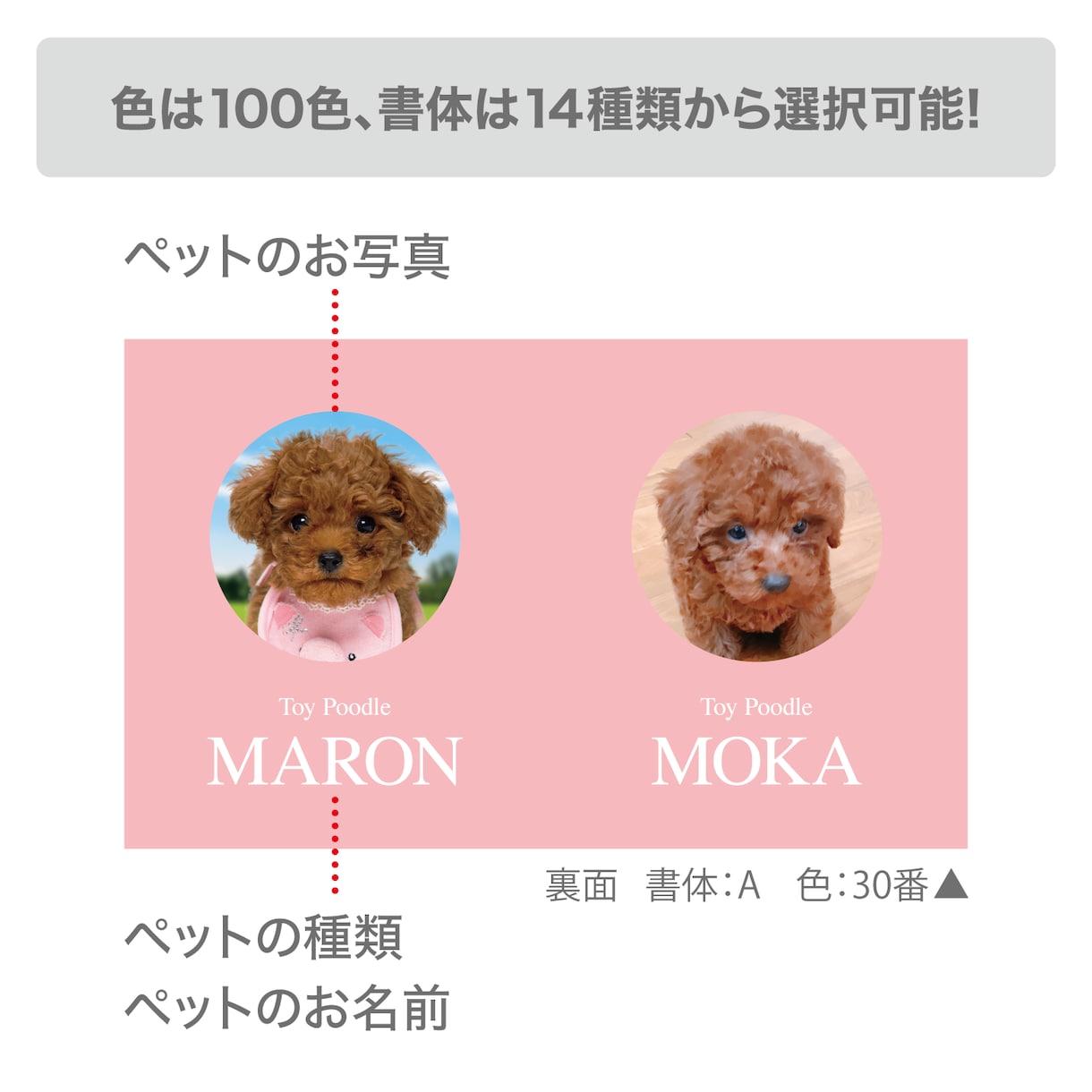 2匹用　シンプルデザイン　うちの子名刺お作りします 【両面印刷100枚】送料無料　セミオーダー　QRコード入り イメージ2