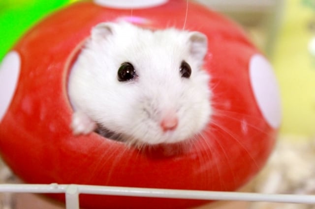 あなたとペットの笑顔のために癒しをお届け致します 愛するペットとの絆を深め、心と心を繋ぎ愛を育むヒーリング イメージ3
