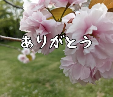 桜の写真LINEスタンプ作ります 文字変更OKやさしい桜スタンプ イメージ10