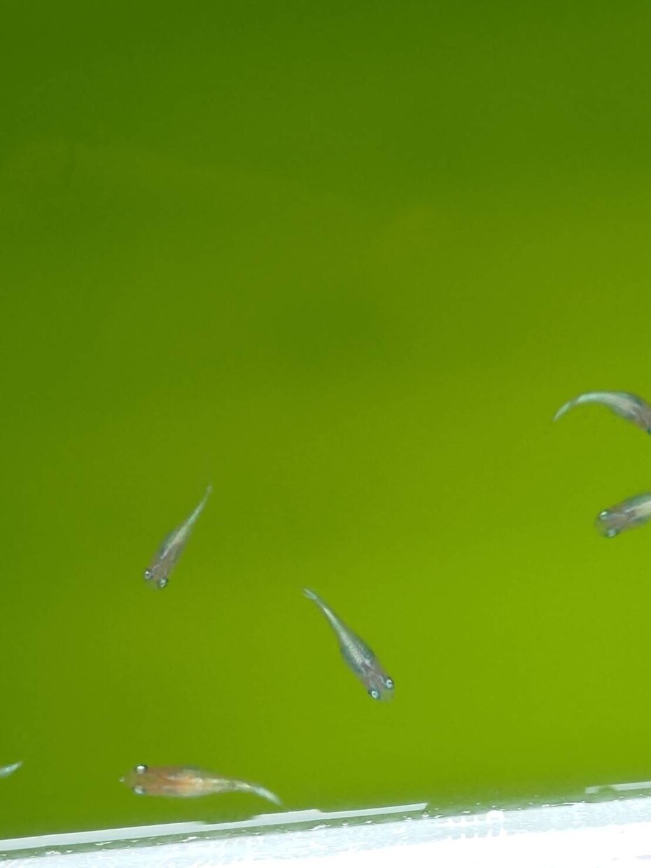 メダカのこと（病気、怪我、水質）お答えします 飼育初心者大歓迎！！メダカのことお答えします飼育環境の相談 イメージ1