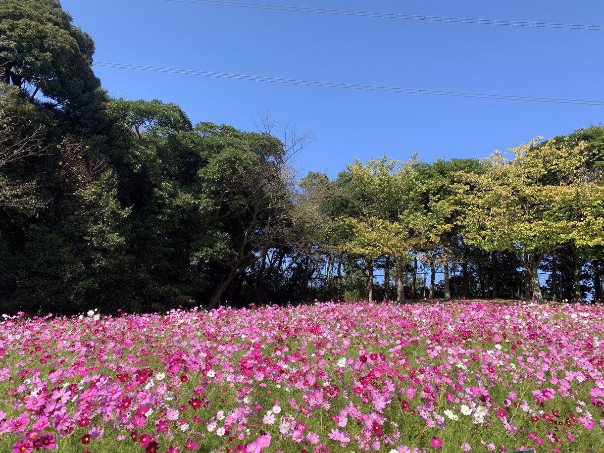 パニック・不安障害を乗り越える方法をお伝えします 薬なしで8年かけて自力で克服した経験者が親身に寄り添います イメージ1