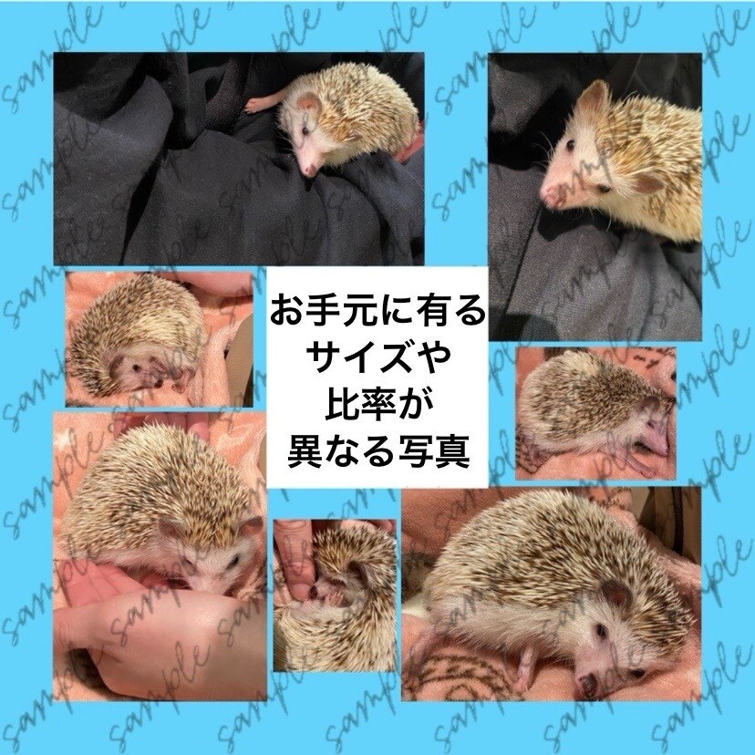 複数の写真を１枚にまとめてレイアウトします 日常／商品紹介／告知／推し活など用途に合わせ幅広く対応します イメージ2