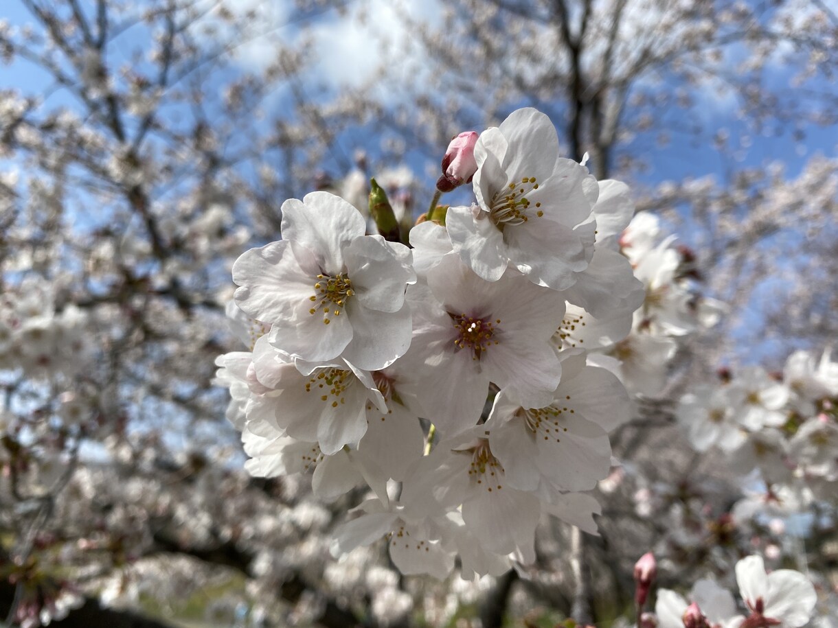 あなたにあったオススメの資格を紹介します 資格をとりたいけど、何がいいんだろう相談に乗らせてください イメージ1