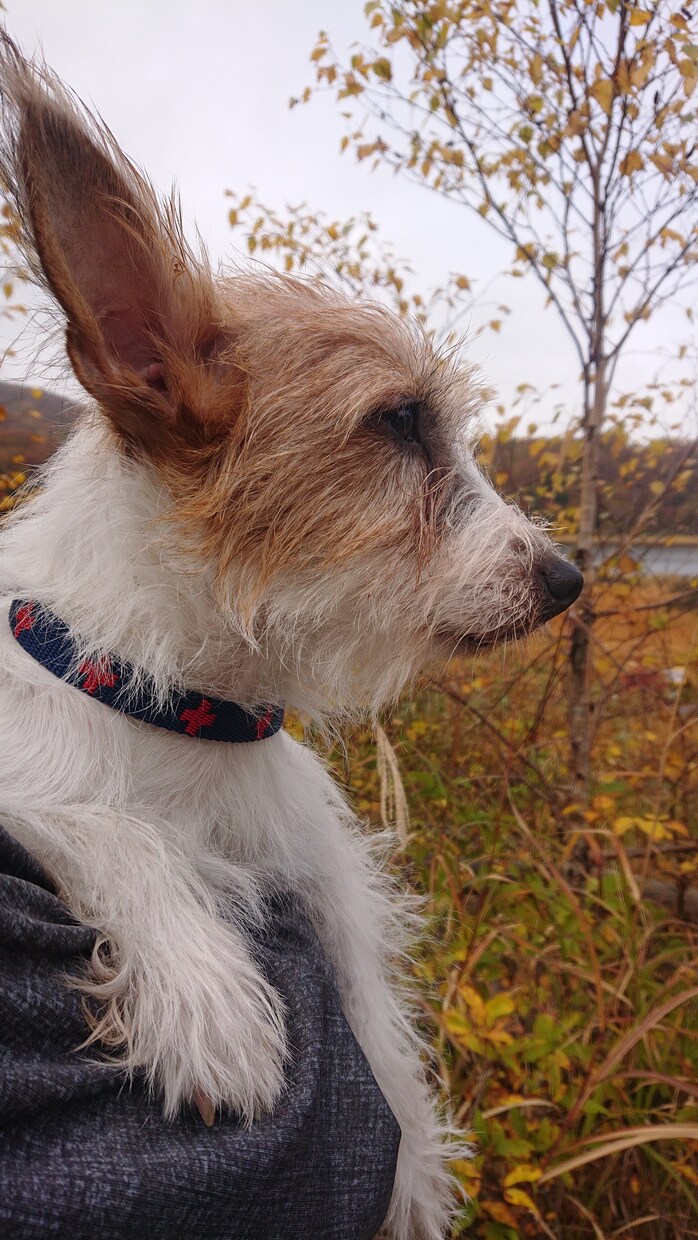 動物さんのオーラをみます 現在のオーラで心身状態を見させて頂きます イメージ1