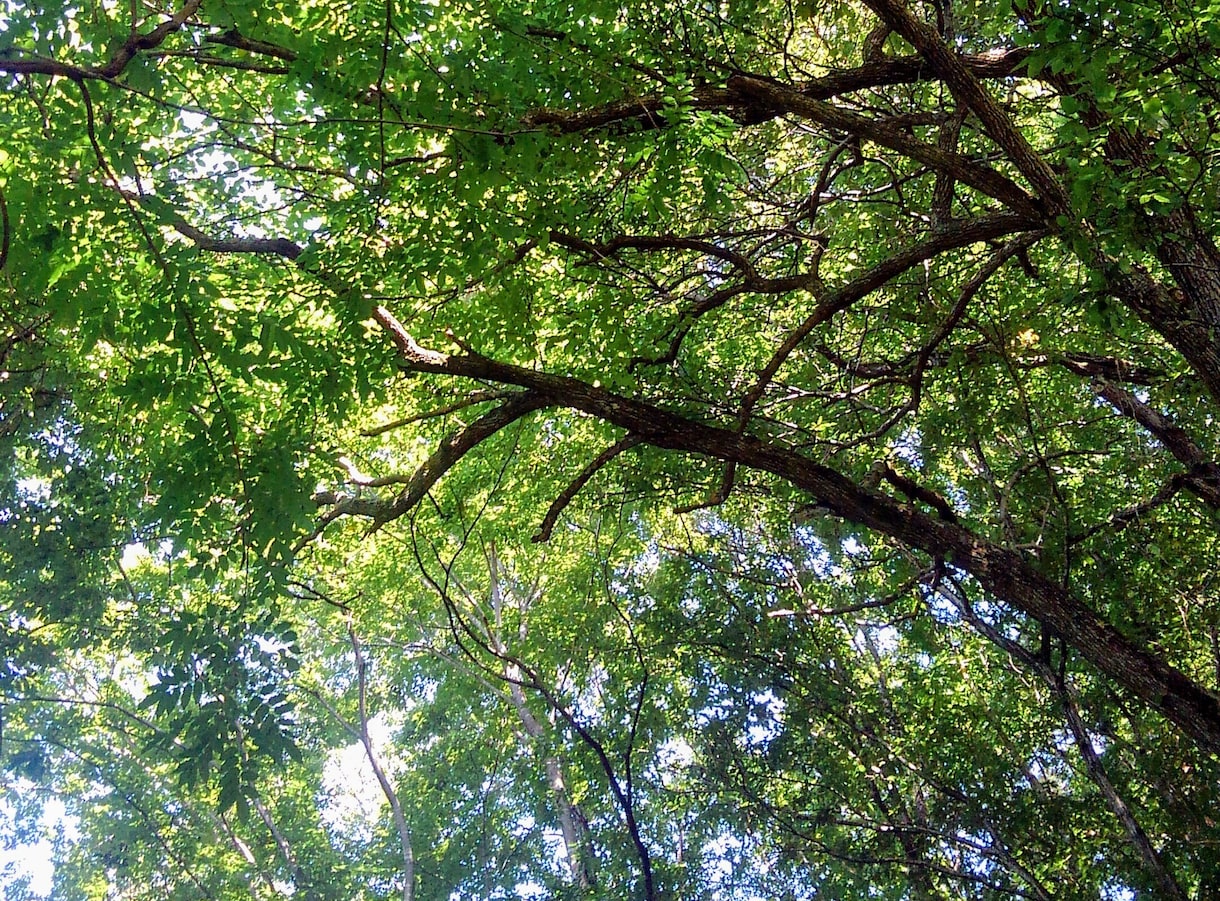 心の中にあるモヤモヤしたお気持ちをお聞きします お気持ちを穏やかにするイメージトレーニングもお伝えします イメージ3