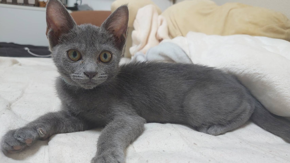 猫をリアルタイムで観察しながら抱き方など学べます 子猫のらる、お姉さん猫ナナ、気まぐれめる、ぽっちゃり猫ふー イメージ3