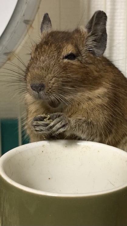 小動物を初めて飼う方、プロが一から教えます プロのペットショップ店員が小動物の飼育をサポート致します イメージ4