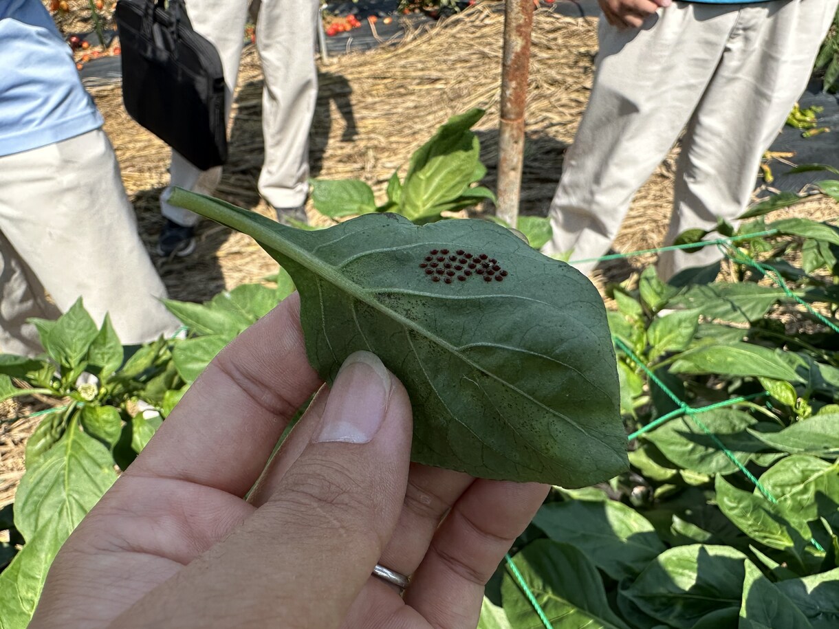 元JA指導員が家庭菜園の野菜作りを支援します ネットの情報に頼らない。植物生理に基づきあなたの畑を診断。 イメージ4