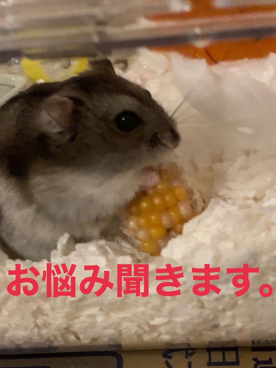 なんでもききます 悩み事がある方良ければ相談にのります イメージ1