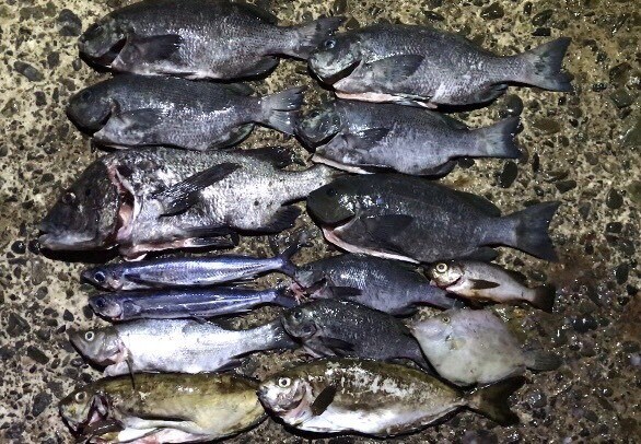 海釣り（船釣り以外）アドバイスします 海での餌釣りについてアドバイスします！ イメージ3