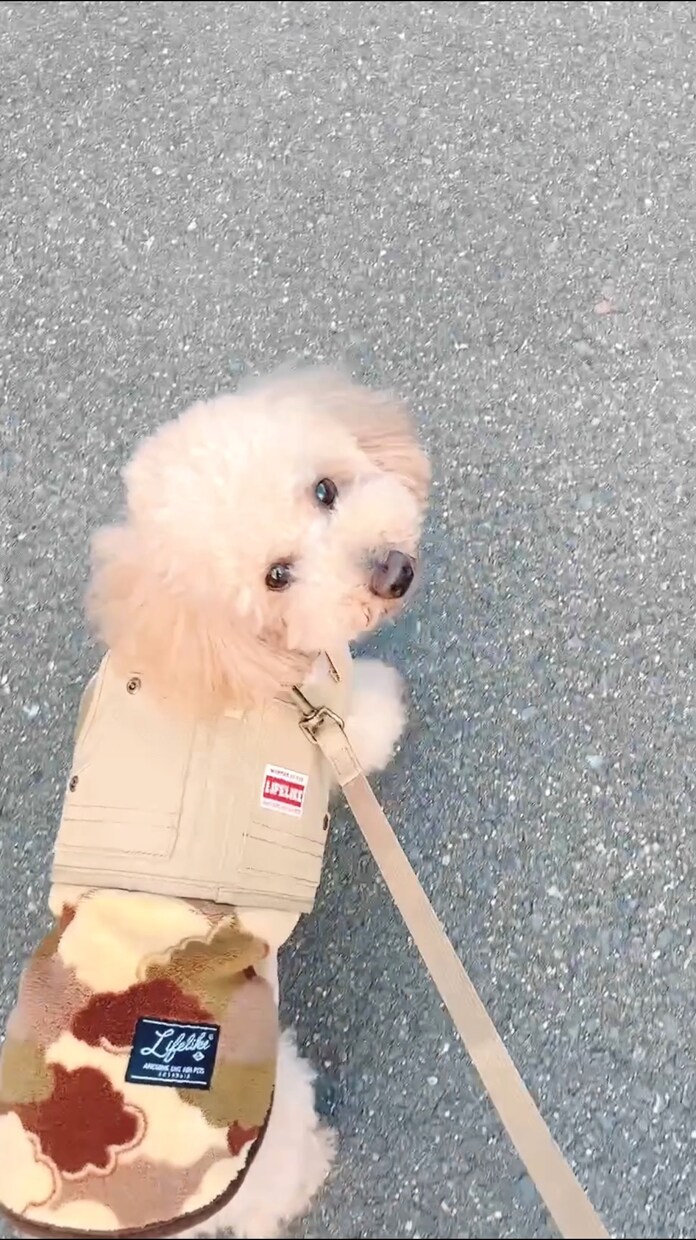 育犬ノイローゼ経験者が飼い主さんのお悩み聞きます 飼い主さんの心が軽くなるサポート/保護犬/わんこ初心者さん イメージ1