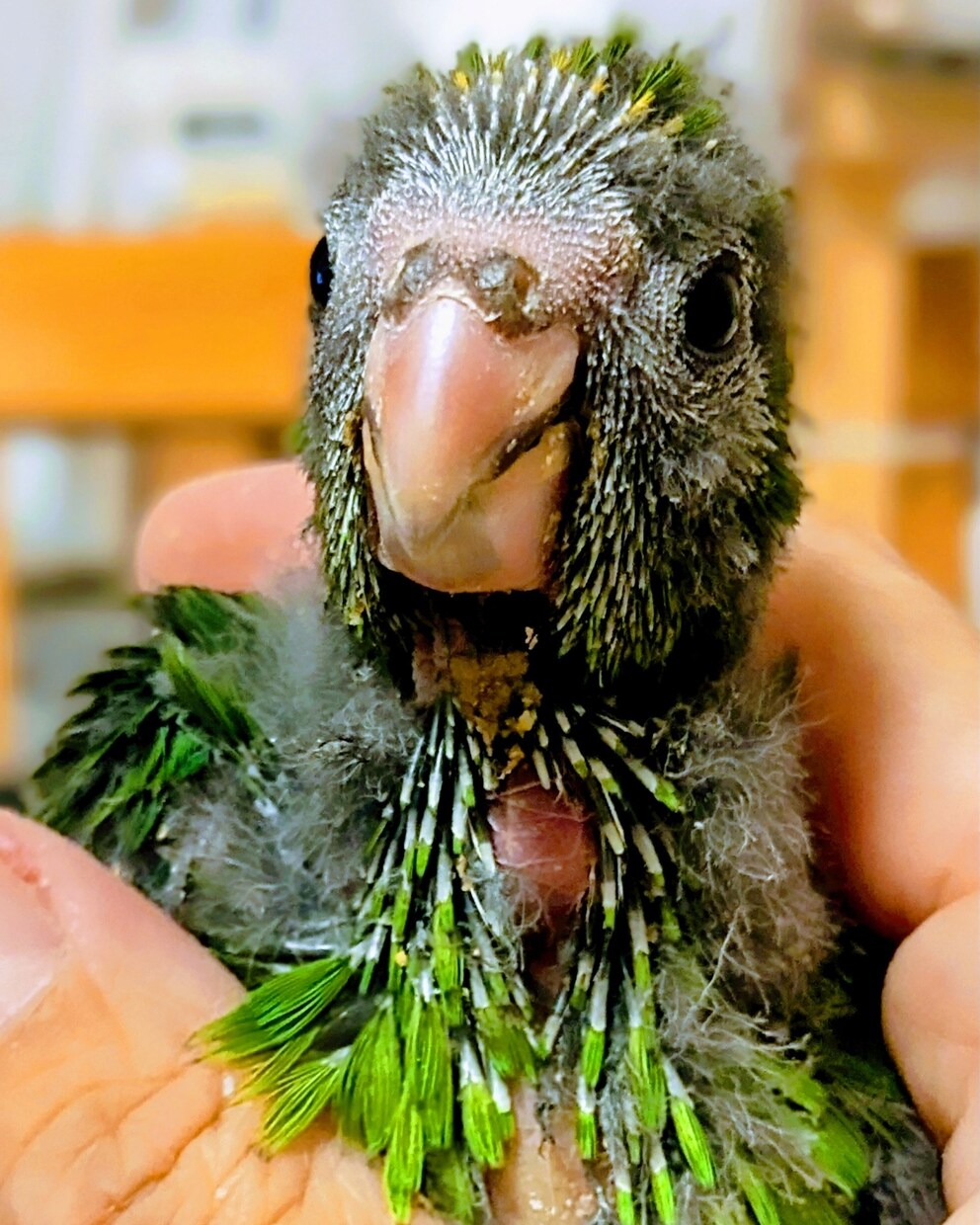 インコを飼いたい方相談にのります インコ３０羽飼いの私ならお手伝いできるかもしれません。 イメージ1