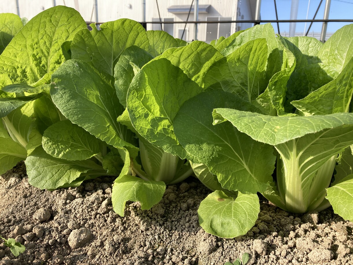 農業（野菜や花）の生産や販売のアドバイスしますます JA勤務歴20年のJAマンが、農業初心者へアドバイス！ イメージ1