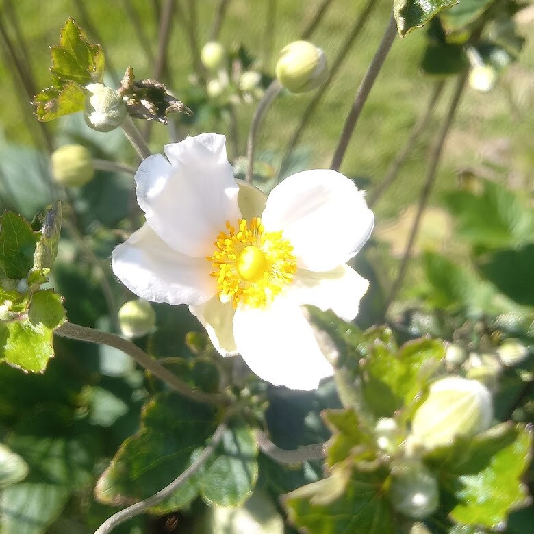 お花からのメッセージをお伝えします 気になったお花のお写真から、お花のメッセージをお伝えします イメージ8