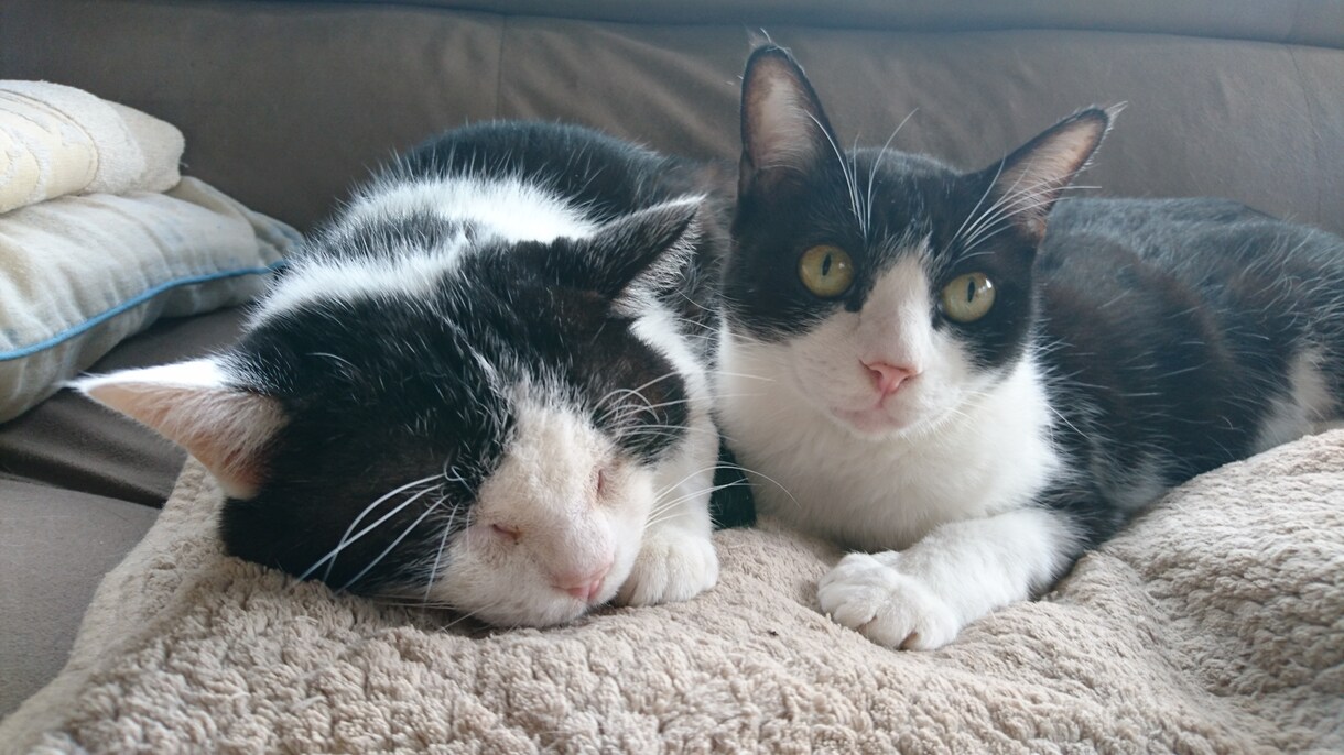 カレンダーやパンフレットに使います 可愛い兄弟猫ちゃん達。仲良し兄弟！ イメージ10
