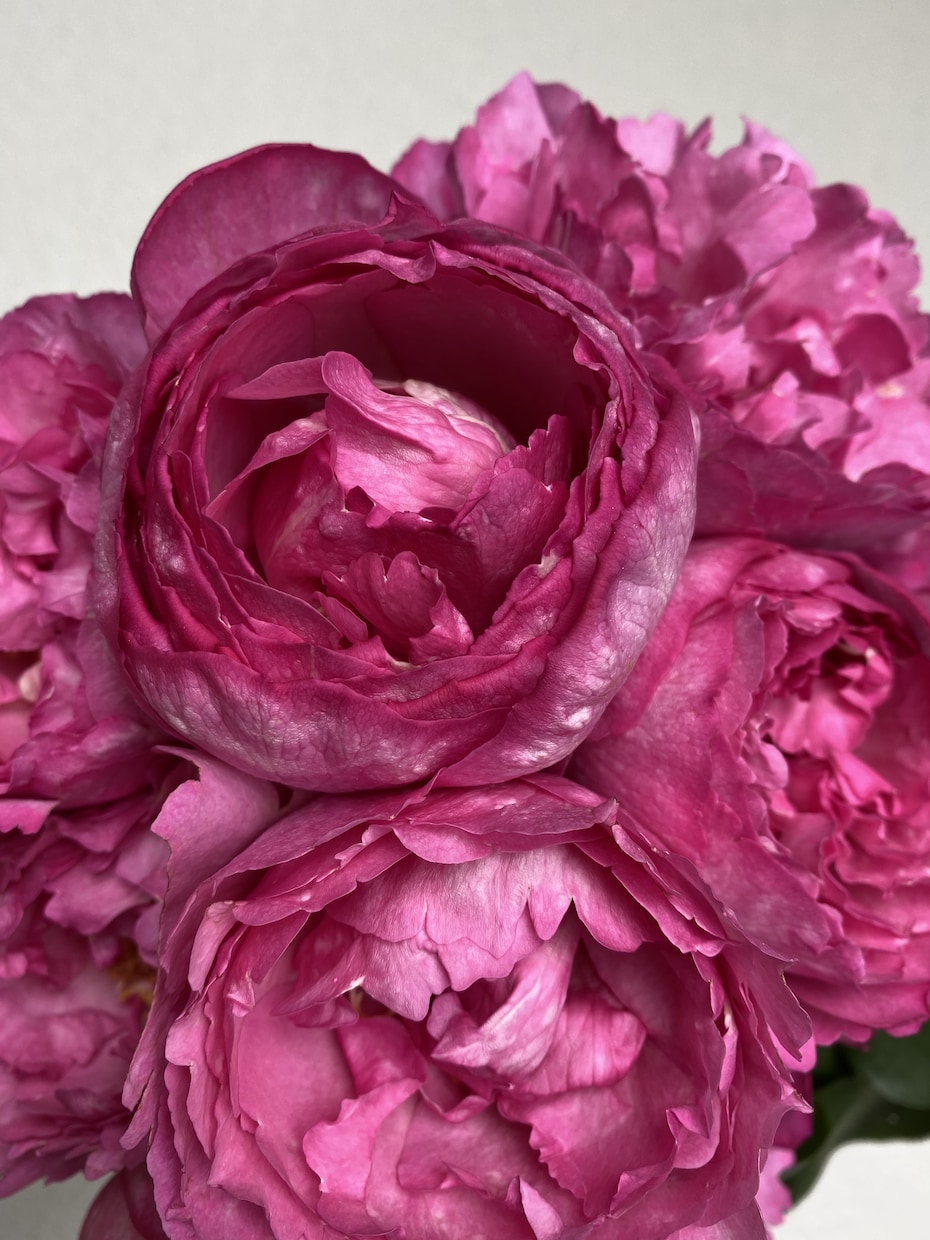 お花と繋がり霊視で【チャット】メッセージを降します 今の悩み、心配事、なんでもお花に聞いて、お答え致します。 イメージ2