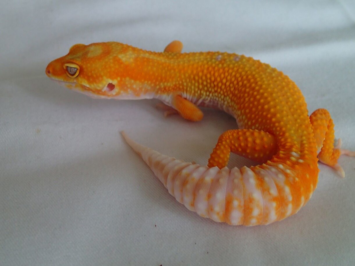 爬虫類・両生類の飼育や器材の購入アドバイスします アクアリウム系含め飼育・繁殖経験30年。初心者大歓迎。 イメージ1