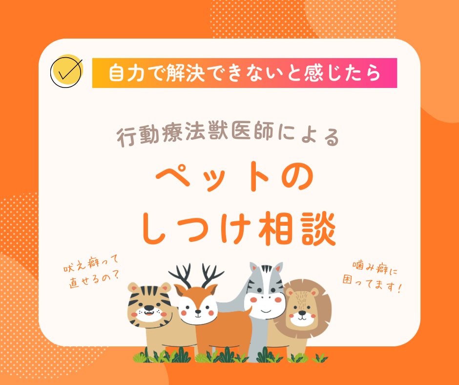 行動療法獣医師が犬の問題行動のご相談にのります しつけで解決できないと感じた飼い主様へ★質問は何度でも◎ イメージ1