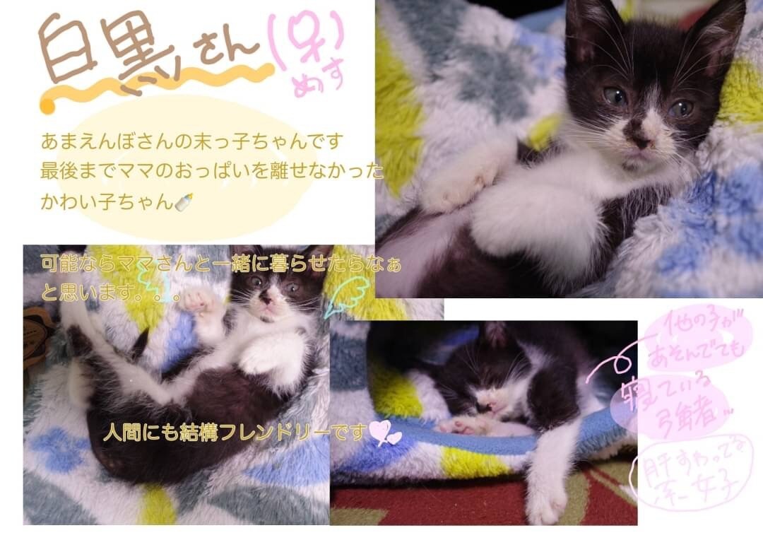 迷子のチラシ、里親募集チラシ作ります 後悔の気持ち、そして優しい気持ちで困っていませんか？ イメージ4