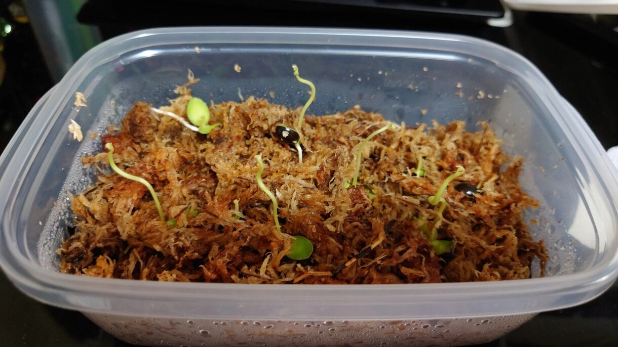 大学生が教える、観葉植物の育て方選び方教えます 観葉植物を中心に大学生の部屋の環境で枯らさないコツを伝えます イメージ2