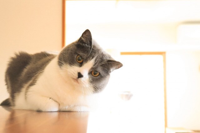 リピーター様用☆ペットと対話 〜5往復で答えます ペットがどう思っているか知りたい！を叶えます。 イメージ1