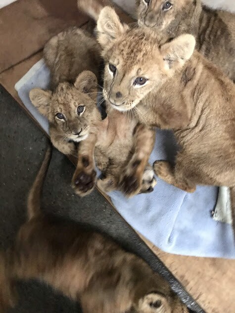 元サファリ飼育員があなたのペットのお悩みを伺います サファリ13年の観察眼。ペットとあなたの心に寄り添います。 イメージ1