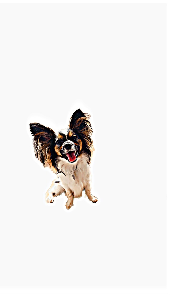 愛犬の写真を切り抜きイラスト風にます シンプルで使いやすい物なのでアイコン、壁紙等に是非！ イメージ3