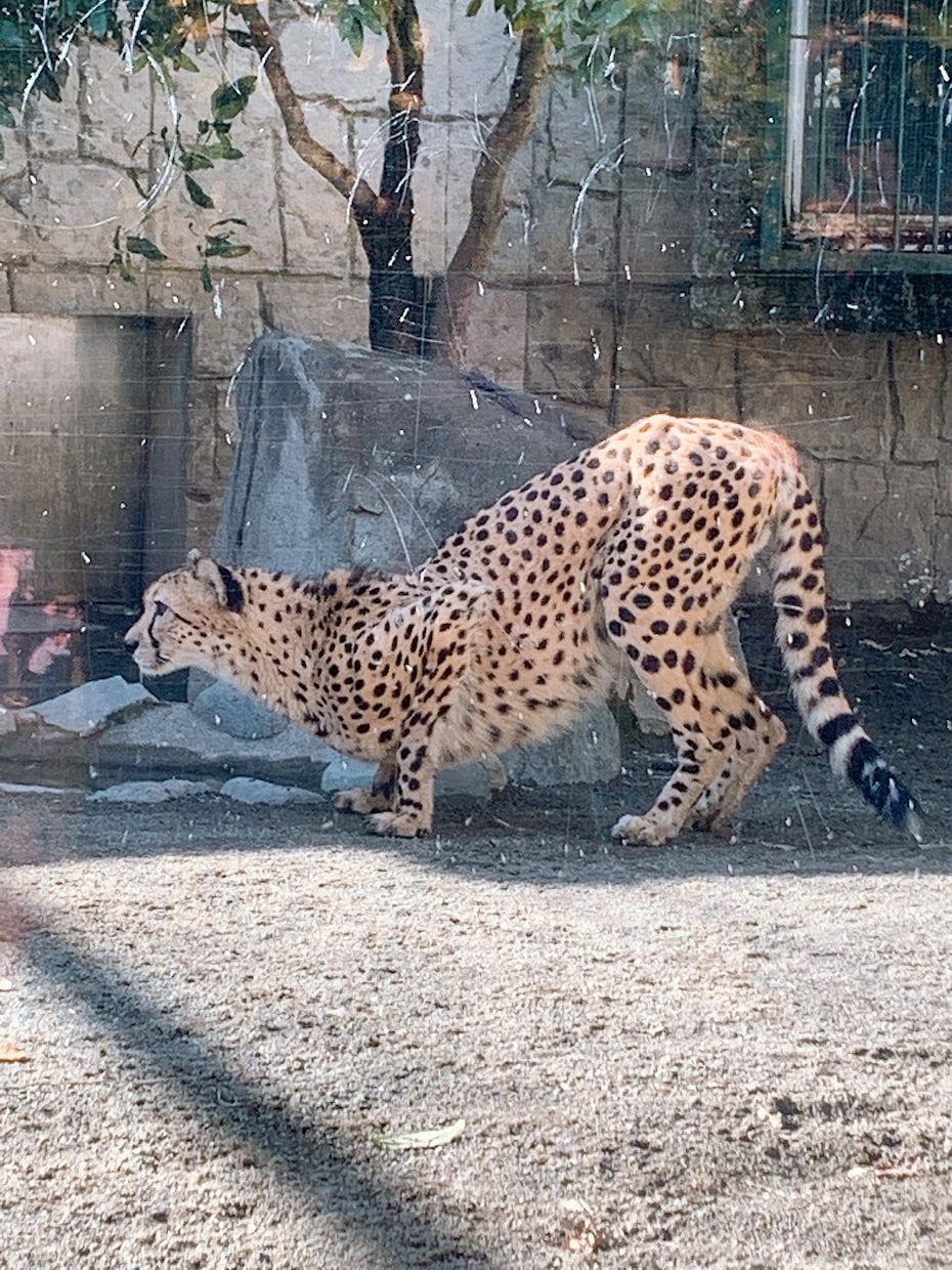 思い出の写真ます 可愛い動物の写真です！見て癒されて！ イメージ3