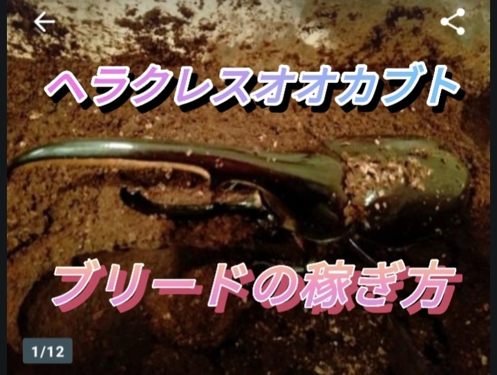 ヘラクレスオオカブトのブリードで稼げます ヘラクレスオオカブトを育てて楽しくブリードしながら販売。 イメージ1