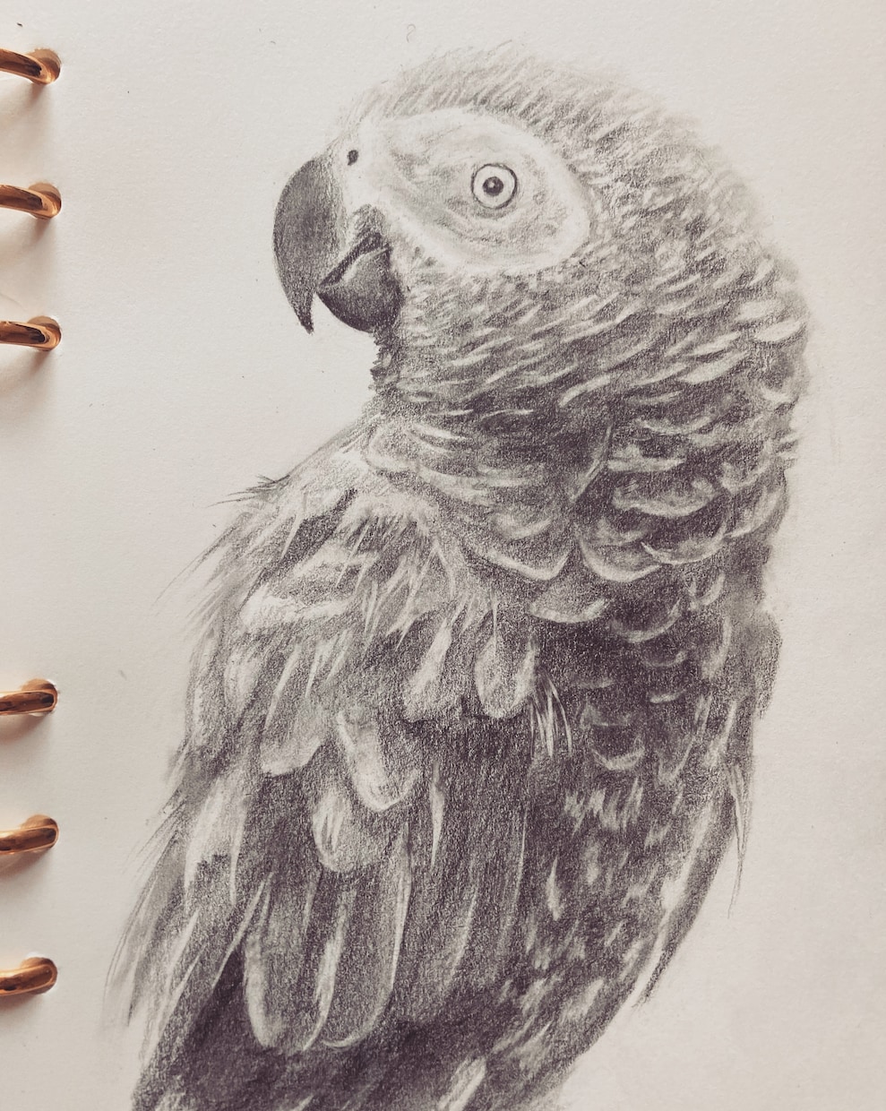 高品質の鉛筆イラストを描かせていただきます 肖像画、ペット、店のロゴ、番組の挿絵など経験あり イメージ2