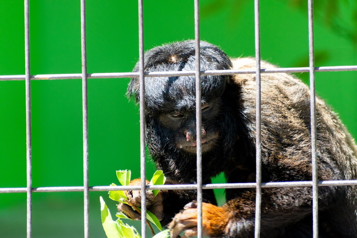 東山動物園の可愛い動物の写真を撮ります 可愛らしい動物の写真で癒されたい方へ イメージ4