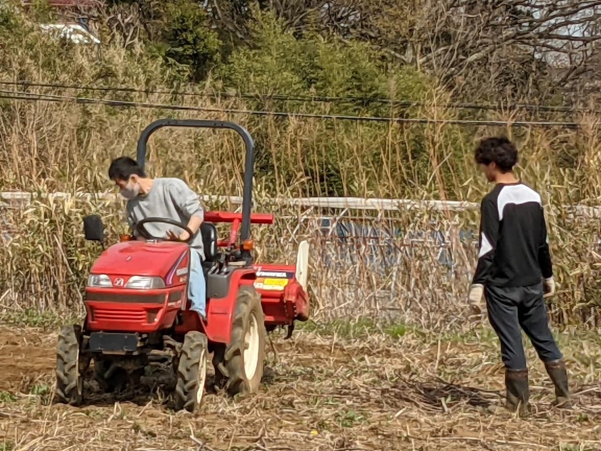 ヤーコンの育て方教えます ヤーコン農家が無農薬・無肥料栽培について相談に乗ります！ イメージ2