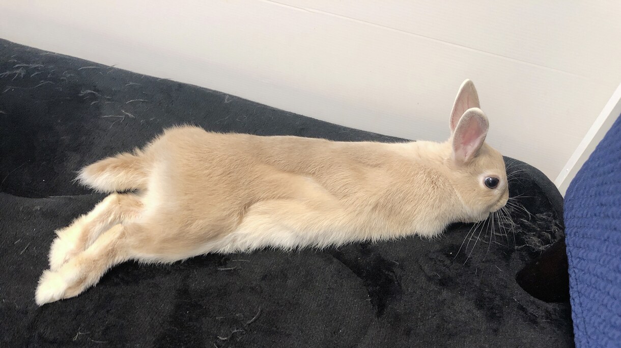 飼いたい人必見！うさぎさんとの生活をお伝えします 近年注目のペットであるうさぎさん。うさ飼いさんの暮らしとは？ イメージ7