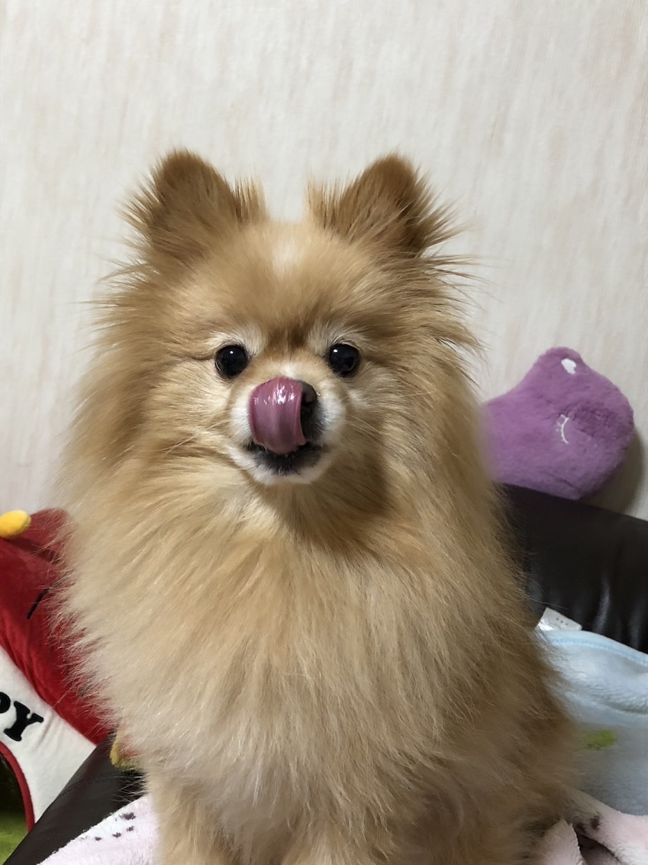 可愛いペットちゃんを油絵風デジタルアートにします 大切なペットちゃんを世界に1つのオリジナルエコバッグに！！！ イメージ2